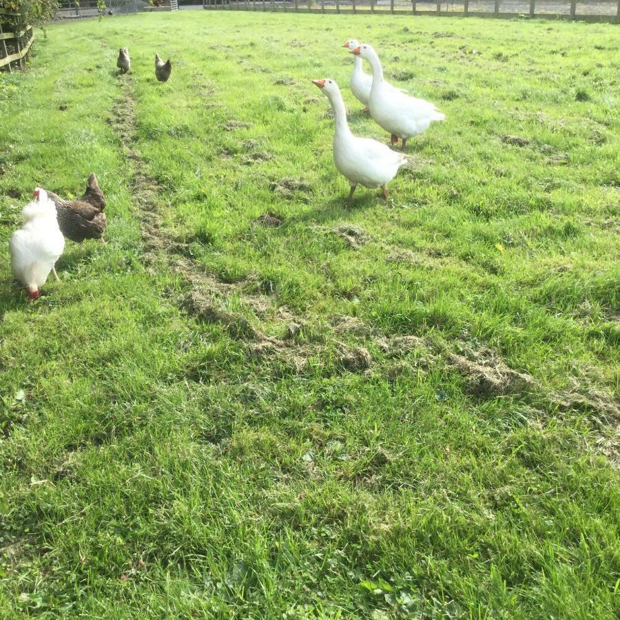הוילה Cattal Crossgate Farm מראה חיצוני תמונה